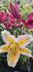 A close-up of a beautiful flower with a yellow center and pink petals.