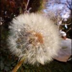 A close up of a dandelion flower with a long stem.