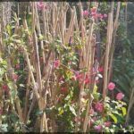 A close-up of a flower bush with pink flowers and wooden sticks.