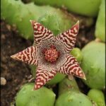 A close up of a flower with a red center.