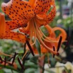 A close-up of a flower with a spotted pattern.