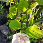 A close up of a flower with green leaves.