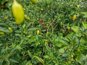 A close-up of a jalapeno plant with several jalapenos growing on it.
