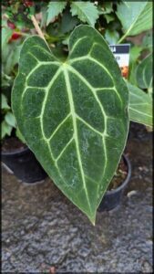 A close up of a leaf with a green and white pattern.