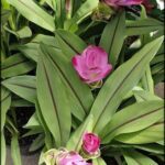 A close-up of a pink flower with green leaves.