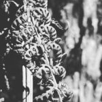 A close up of a plant with a bunch of leaves.