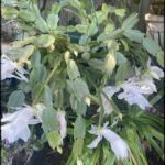 A close-up of a plant with a bunch of white flowers.