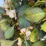 A close up of a plant with a flower bud and a leaf.