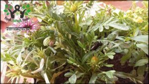 A close-up of a plant with a pink flower and green leaves.