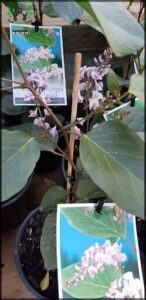 A close up of a plant with a tag on it.