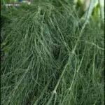 A close up of a plant with long green stems.