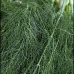 A close up of a plant with long green stems.