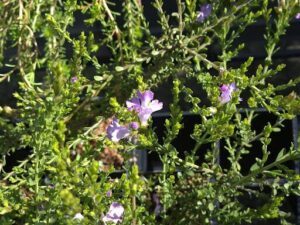 A close-up of a plant with purple flowers and green leaves.