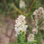 A close up of a plant with white flowers and green leaves.
