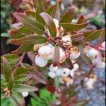 A close up of a red bush with white flowers.