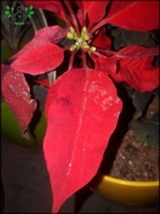 A close up of a red flower with a yellow pot.