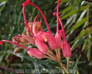 A close up of a red flower with green leaves.