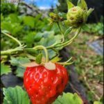 A close-up of a ripe red strawberry with green leaves.