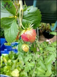 A close-up of a ripe red strawberry with green leaves.