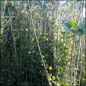 A close-up of a tree branch with green leaves.