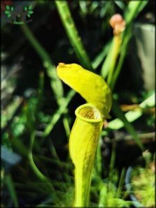 A close up of a yellow flower with a green stem.