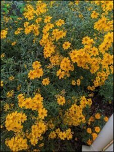 A close-up of a yellow flower with green leaves.
