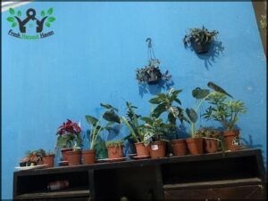 A collection of potted plants with various sizes and colors are displayed on a shelf.