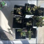 A collection of potted plants with various stages of growth, some of which are dying.