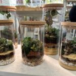 A collection of small plants in clear containers, each with a different arrangement of rocks and soil.