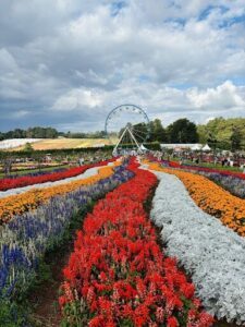 A colorful garden with a Ferris wheel in the background.