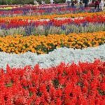 A colorful garden with a variety of flowers, including red, yellow, and orange.