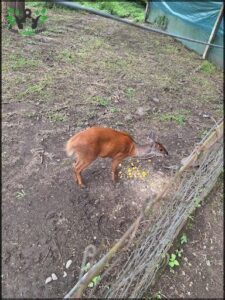 A deer is eating grass in a fenced-in area.