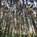 A dense forest filled with tall trees and greenery.