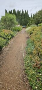 A dirt pathway in a garden with a green hose running through it.
