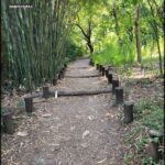A dirt pathway is lined with wooden posts and surrounded by a forest.