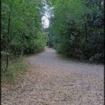 A dirt road in a forest with leaves on the ground.