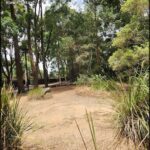 A dirt road in the woods with a bench on the side.