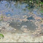 A dirty pond with a green tint.