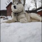 A dog is laying in the snow, wearing a collar.