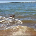 A dog is swimming in the ocean, enjoying the water and the waves.
