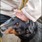 A dog with a black nose is looking up at a person's hand.