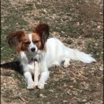 A dog with a stick in its mouth is laying on the ground.