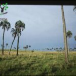 A field of grass with palm trees in the background.
