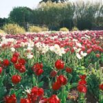 A field of red flowers with green leaves.
