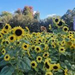 A field of sunflowers with a few leaves and a tree in the background.