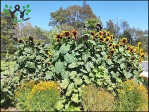 A field of sunflowers with a few trees in the background.