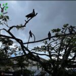 A flock of birds perched on a tree branch, with a cloudy sky in the background.