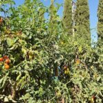 A garden of tomatoes and peppers, with a blue string running through the plants.