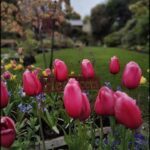 A garden with a sign that says "hercules" and a bunch of pink flowers.