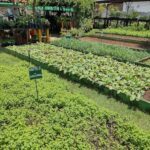 A garden with a sign that says "Hortelana".